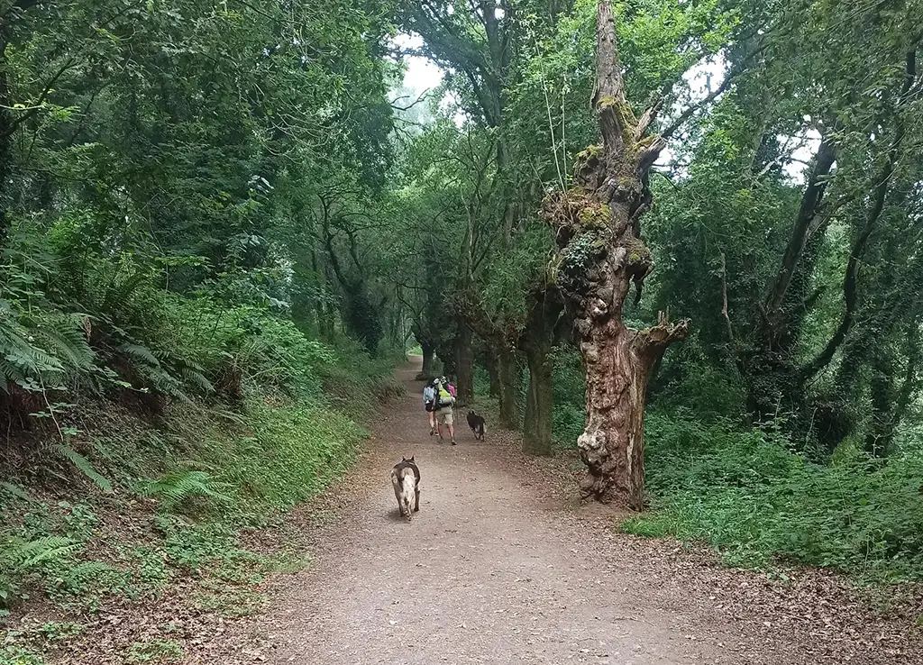 Caminando Pack Confort Camino Francés desde Sarria